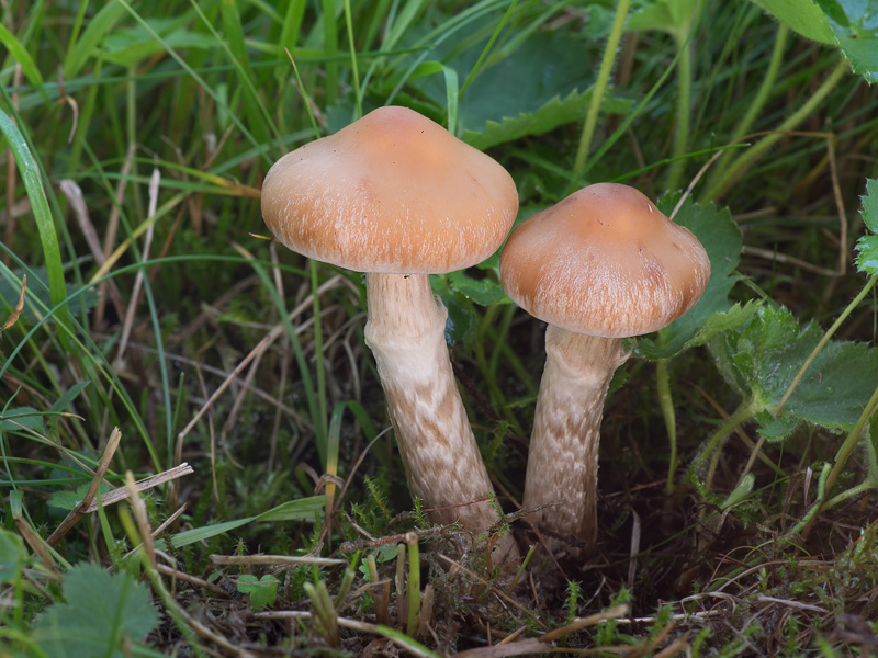 Cortinarius hinnuleus